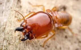 termite control services
